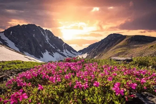 Colorful Valley of Flowers trek, a must-visit place in Uttarakhand.